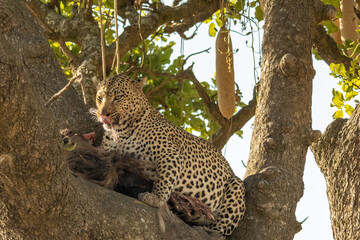 A leopard eating a wildebeest in a sausage tree in Serengeti National Park