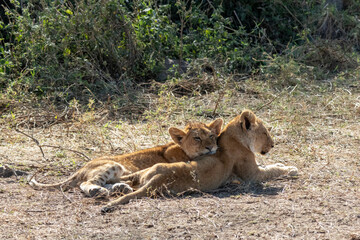 Two cute lion cubs lying in the grass on a sunny day in the Masai Mara, Kenya