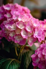 Fototapeta premium Pink Flowers Closeup