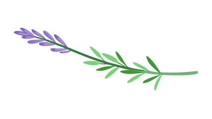 Beautiful lavender sprig for aromatherapy, cosmetics, or elegant floral design element, originally vector