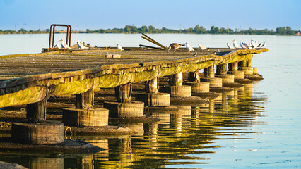 A beautiful view of the old pier where wild seagulls rest. Palic lake famous tourist attraction...