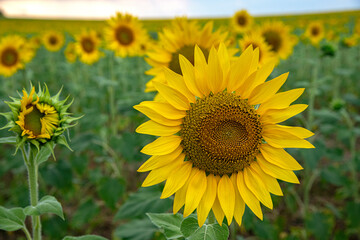 Golden Sunflower Field under Blue Sky, Byala, Bulgaria
