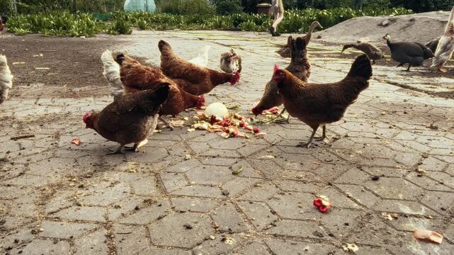 Slowly running chickens and guinea foa guine pecking natural food leftovers in the yard on a sunny, rural day