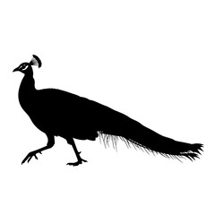 Silhouette of a majestic peacock bird walking gracefully isolated on a white square silhouette © JASMIN