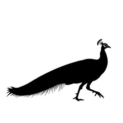 Silhouette of a majestic peacock with elaborate tail feathers standing gracefully silhouette