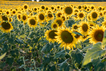 Golden Sunflower Field under Blue Sky, Byala, Bulgaria