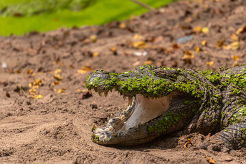 Marsh crocodile or mugger crocodile (Crocodylus palustris) is a medium-sized broad-snouted crocodile. The Madras Crocodile Bank Trust & Centre for Herpetology, ECR Chennai, Tamilnadu, South India.