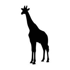 Majestic giraffe silhouette standing tall in profile view wild animal art silhouette