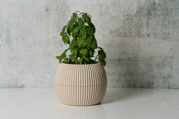 Small Wilted and Young Basil Plant in Pot