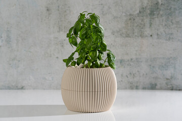 Small Wilted and Young Basil Plant in Pot