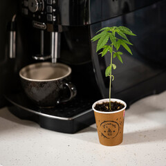 Small Cannabis Seedling in Coffee Cup Next to Coffee Machine