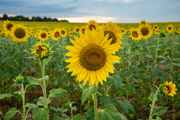 Golden Sunflower Field under Blue Sky, Byala, Bulgaria