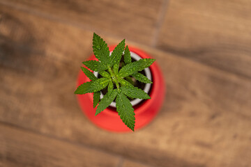 Top View of Small Cannabis Seedling in Coffee Cup on Floor