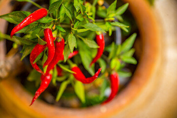 the concept of health and a healthy lifestyle is a healthy fortified food, for example, red pepper with green leaves growing at home right in a pot