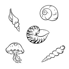 Black and White Line Art of Sea Shells and Jellyfish Illustration