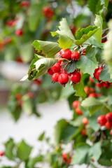 Branch of a Hawthorn Tree with Ripe Red Berries in Autumn