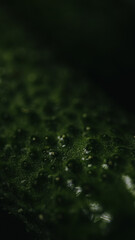 Fresh cucumber with water, organic vegetable, healthy food