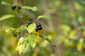 Close-up of Poisonous Black Berries of Alder Buckthorn in Autumn