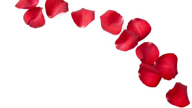Red Rose Petals Cascading Down on Background red petals scattered isolated on a transparent background