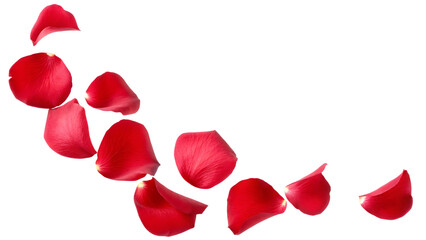 Red Rose Petals Scattered in a Curve on Background red petals falling isolated on a transparent background