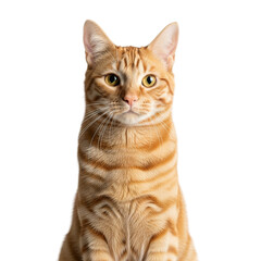 Obraz premium Upright ginger tabby cat with orange striped fur and golden eyes, chest-up portrait isolated on pure white background under soft even lighting