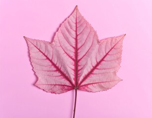 Obraz premium Pink maple leaf on a pink background