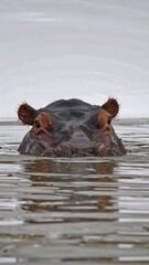 Fototapeta premium Hippopotamus emerging from water