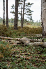 Fototapeta premium Wild Forest Floor with Fallen Logs and Undergrowth in Autumn
