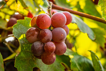 Fresh and juicy Lidia grapes growing on the vine