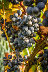 Fresh and juicy Rondo grapes growing on the vine