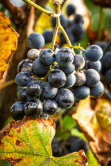 Fresh and juicy Rondo grapes growing on the vine