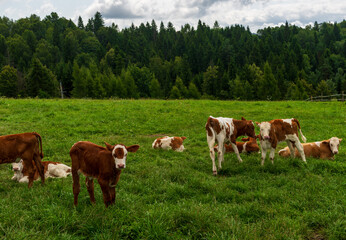 Obraz premium Young calves graze and rest on a lush green meadow surrounded by a dense forest. The rural scene reflects traditional farming, natural beauty, and peaceful country life.