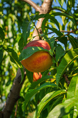 fresh and juicy peaches on a peach tree branch