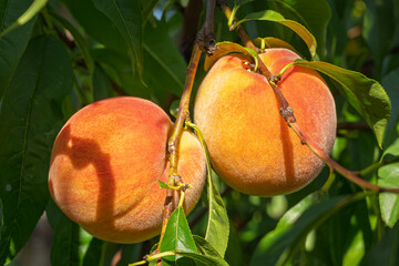 fresh and juicy peaches on a peach tree branch