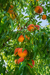 fresh and juicy peaches on a peach tree branch