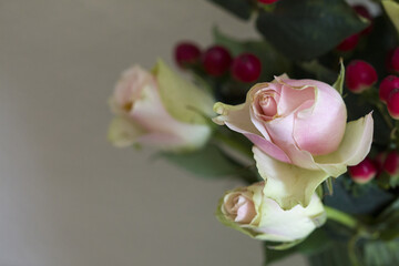Rose blossom in autumn after a night frost