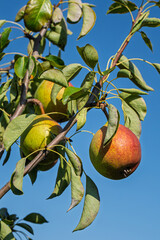 fresh and juicy pear on a pear tree branch
