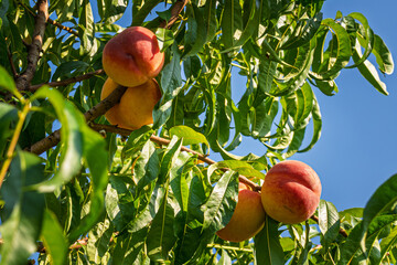 fresh and juicy peaches on a peach tree branch