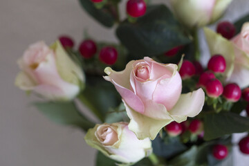 Rose blossom in autumn after a night frost