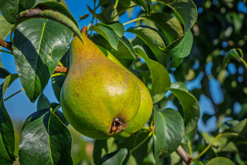 fresh and juicy pear on a pear tree branch