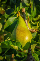 fresh and juicy pear on a pear tree branch