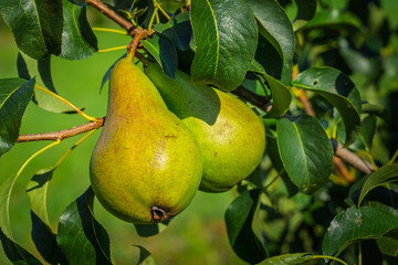 fresh and juicy pear on a pear tree branch