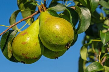 fresh and juicy pear on a pear tree branch
