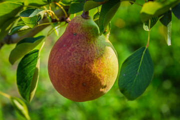 fresh and juicy pear on a pear tree branch