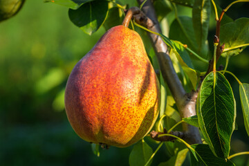fresh and juicy pear on a pear tree branch