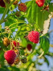 fresh and juicy wild raspberry on a branch