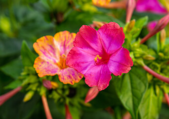 beautiful yellow and pink flowers of Petunia hybrida surfinia