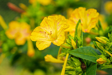 beautiful yellow and pink flowers of Petunia hybrida surfinia