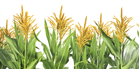 Abundant corn plants with green foliage and yellow tassels on white background maize isolated on a transparent background