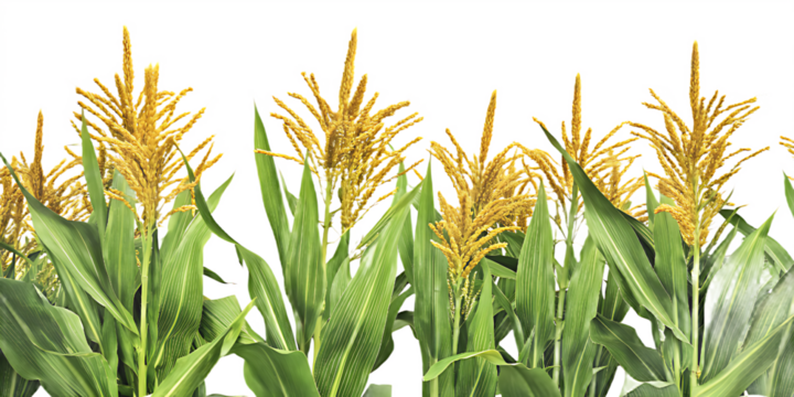Abundant corn plants with green foliage and yellow tassels on white background maize isolated on a transparent background - Powered by Adobe